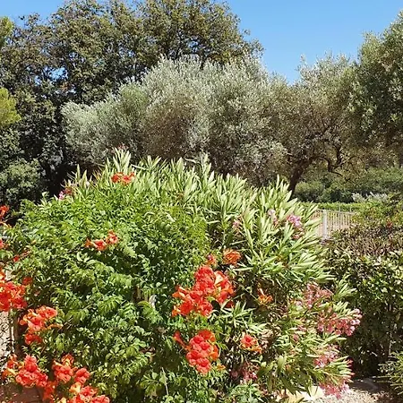 Des Vignes * Bandol